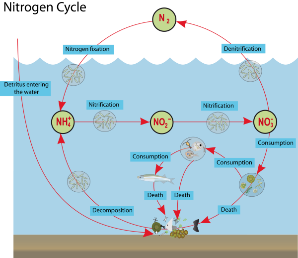The marine nitrogen cycle | Words in mOcean